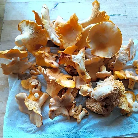 De La Ouedolle Sengouagnet