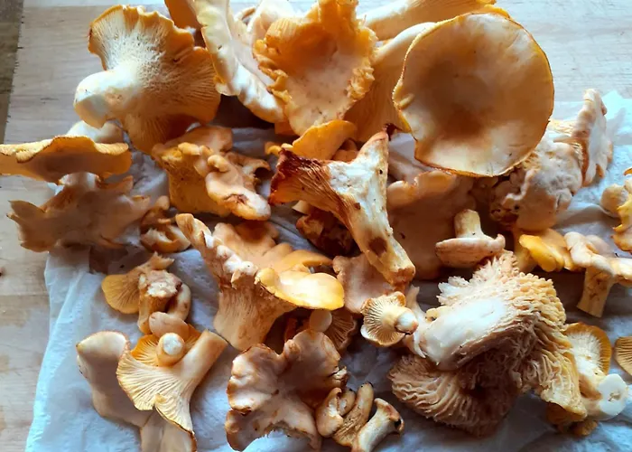 De La Ouedolle Sengouagnet