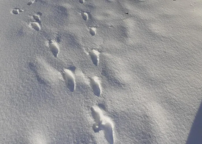 Nyaraló De La Ouedolle Sengouagnet